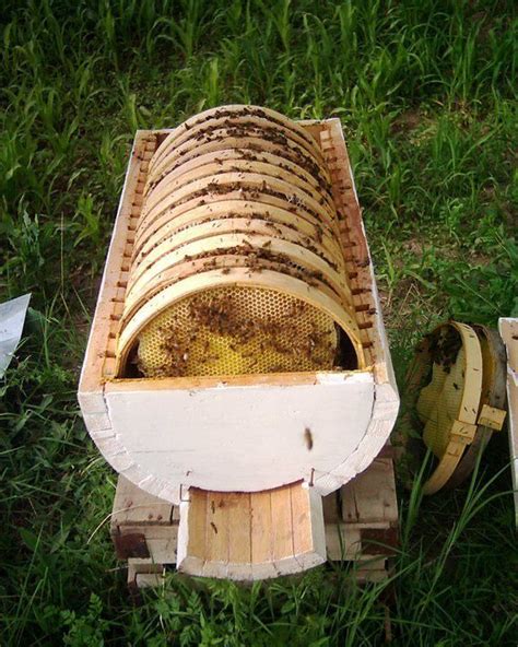 Honey Bees...Maybe we could do this??? Looking for ideas for my husband ...