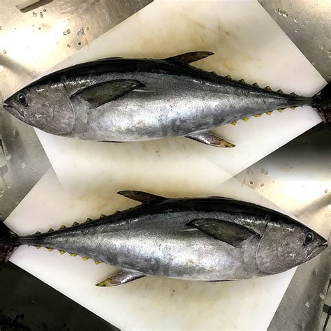 Tuna Whole | Mackay Fish Market