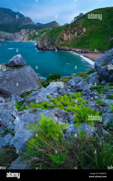 Ferns, San Julian beach, Mount Candina, Cantabrian Sea, Liendo valley, Cantabria, Spain, Europe ...