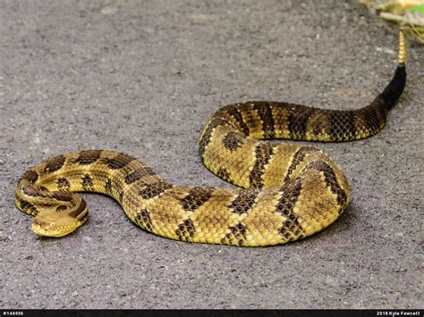 Timber Rattlesnake Identification