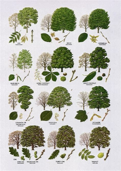 Native Trees - Broad Leaved More | Tree leaf identification, Tree identification, Leaf ...