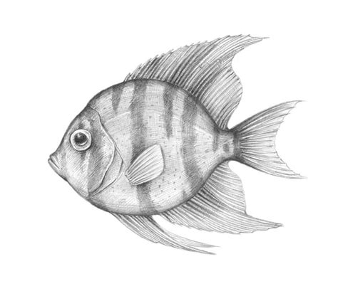 How to Draw a Tropical Fish | Envato Tuts+