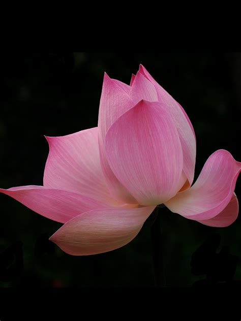 Pink Lotus Wallpaper - iPhone, Android & Desktop Backgrounds