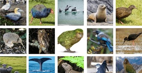 Animals in New Zealand: Know Uniques Animals in New Zealand