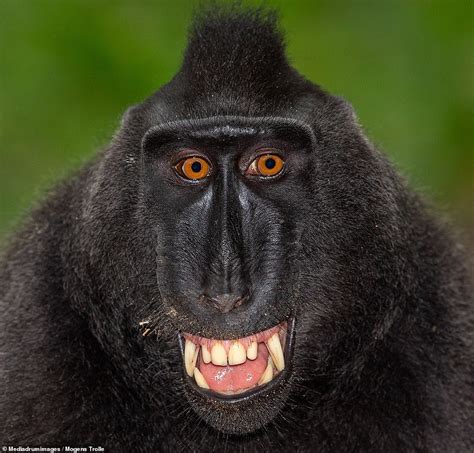 Most Unusual Primates Strike A Pose For Hilarious Yet Captivating Close ...