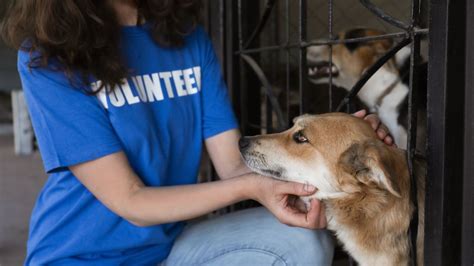 Thinking of Volunteering at an Animal Shelter? Here's What You Need To ...