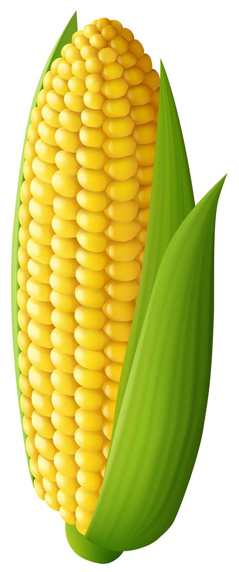 Corn Transparent PNG Clip Art Image in 2023 | Clip art, Vegetable pictures, Vegetables