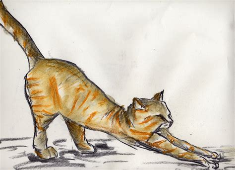 Stretching Cat by Squibblett on DeviantArt