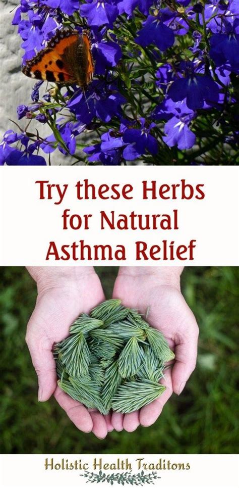 Herbs for Natural Asthma Relief | Asthma remedies, Natural remedies for ...