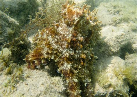 Camouflaged Octopus Blends In | Smithsonian Ocean