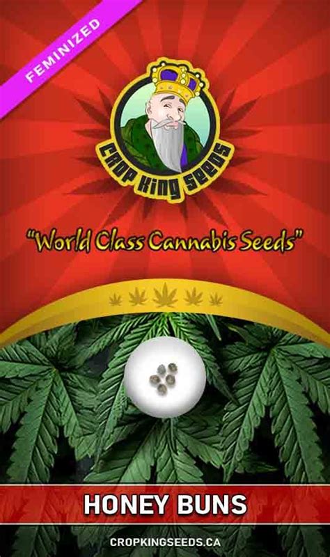 Buy Honey Buns Strain Feminized Marijuana Seeds Online | Crop King Seeds