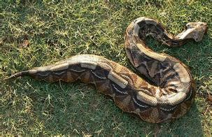 Gaboon Viper, Africa's Deadly and Beautiful viper - Snake Facts