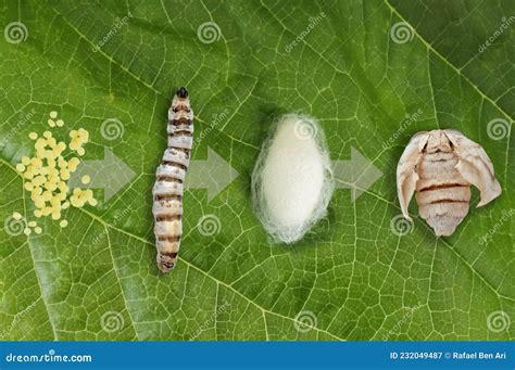 Silk Moth Silkworm Life Cycle Important Stages Royalty-Free Stock Image | CartoonDealer.com ...