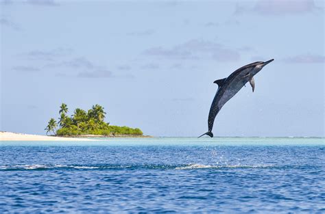 The Chagos Archipelago: lost in the wilds of the Indian Ocean - Indian ocean - Multihulls World ...