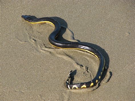 Sea Snake Information for Kids