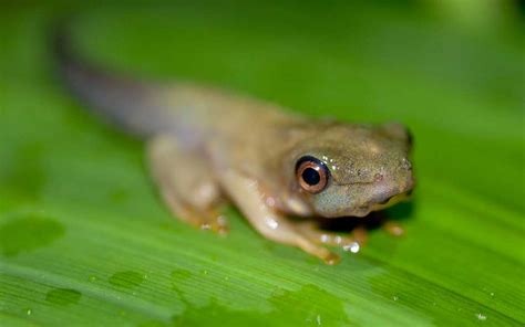 Red Eyed Tree Frog Tadpole