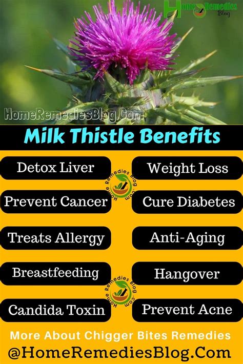 12 Amazing Health Benefits of Milk Thistle - Home Remedies Blog