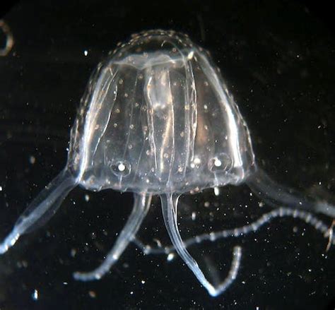 Why we don't know if Irukandji jellyfish are moving south