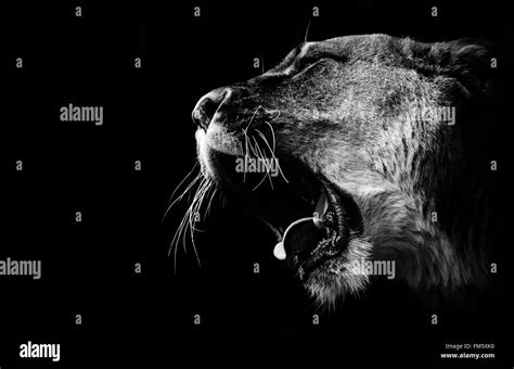 Lion roar Black and White Stock Photos & Images - Alamy