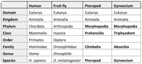 Taxonomy Chart 101 - Definition, Classifications & Examples (2022)