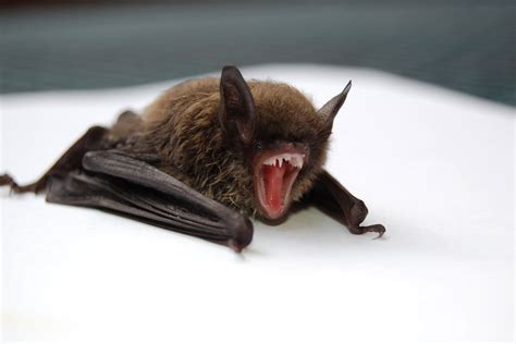 Comment | Vampire bats aren't the monsters we thought they were - Keele University