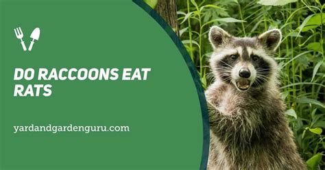 Raccoon Diet: Can Raccoons Help Control Rodent Infestations?