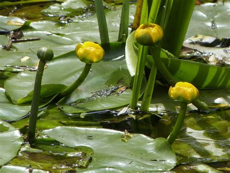 Yellow Water-lily | NatureSpot