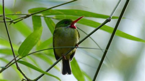 Jamaican Tody | MarkEisingBirding