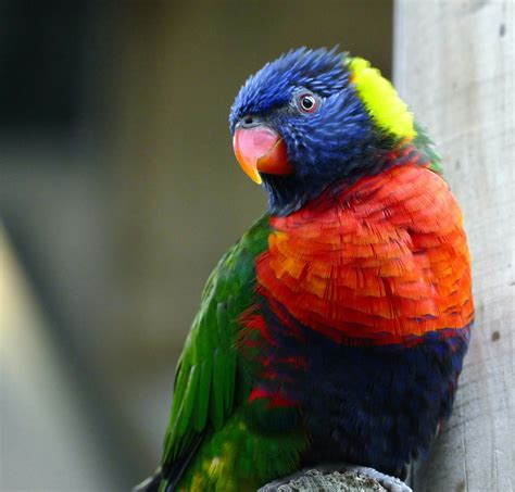 Rainbow Lorikeet Resting on Perch · Free Stock Photo