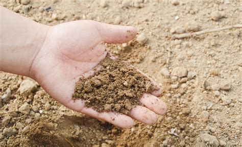 Horticultural Sand: What It Is And When To Use It In The Garden