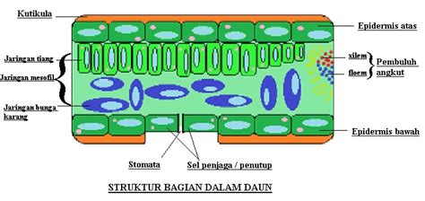 Fungsi jaringan parenkim pada tumbuhan 2021