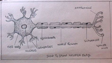 Draw neat and labelled diagrams of the A Myelinated Neuron. - Brainly.in