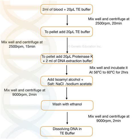 Proteinase K DNA extraction method | Genetic Education