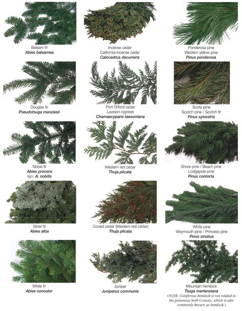 Pin by gilles mili on NATURE Gardens.. Plants.. Flowers .. | Types of evergreen trees, Types of ...