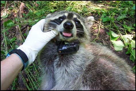 Smithsonian Insider – Suburban raccoons more social yet dominance behavior remains that of a ...