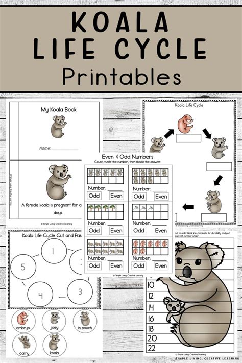 Koala Life Cycle Printables - Simple Living. Creative Learning