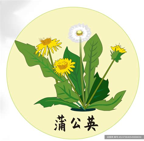 简约手绘蒲公英中医药元素插画免费下载_cdr格式_编号452479840549998630-设图网