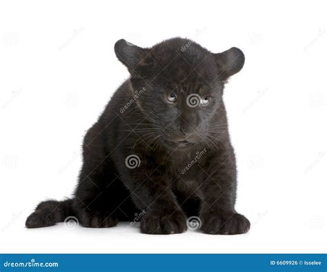 Jaguar Cub (2 Months) - Panthera Onca Stock Photo - Image of carnivore ...