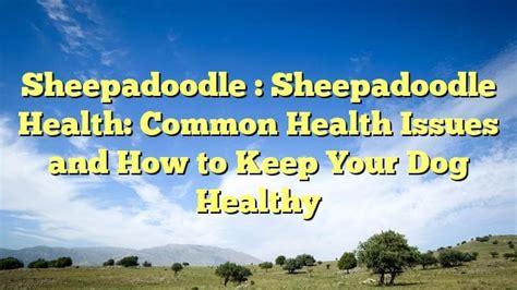 Sheepadoodle : Sheepadoodle Health: Common Health Issues and How to ...