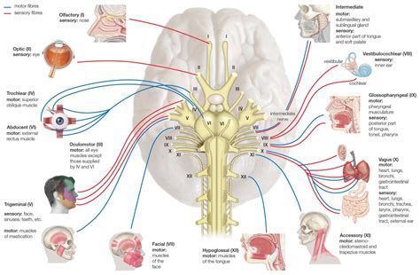 Brainstem Cranial Nerves