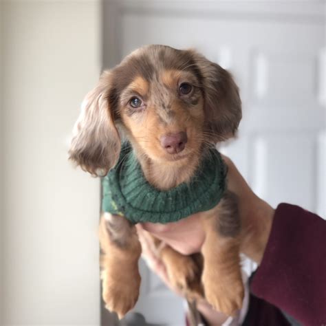 The Best Dachshund Breeders in New England - Roswell Weenie