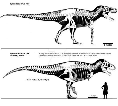 Sue vs Scotty Tyrannosaurus Rex specimens - Album on Imgur Tyrannosaurus Rex Skeleton, Dinosaur ...