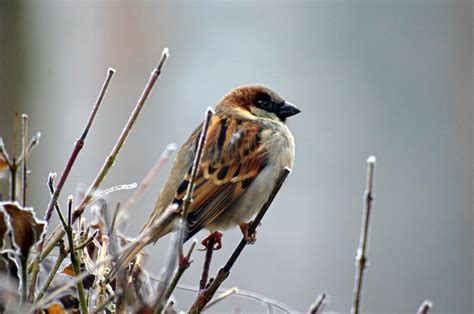 Winter is for the Birds: The Importance of Winter Wild Bird Feeding ...