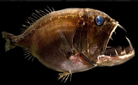 International Fishing News: VIDEO: Scary and Strange Deep Sea Creatures ...