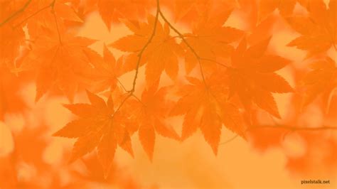 Orange Maple Fall Leaves Wallpaper Desktop. | Fall wallpaper, Fall ...