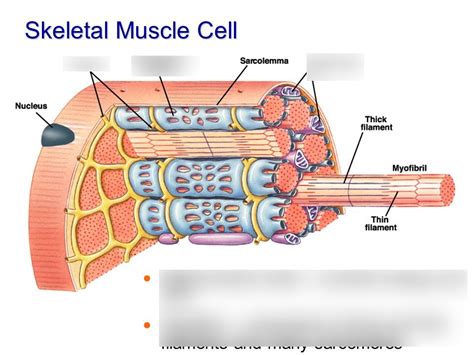 Skeletal Muscle Cell Diagram | Quizlet