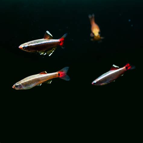 White Cloud Mountain Minnow - The Care, Feeding and Breeding of White Cloud Minnows - Aquarium ...