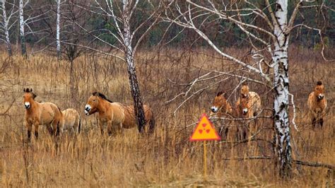 The lasting effects of radiation on Chernobyl's wildlife, 30 years later | Chernobyl, Horses ...