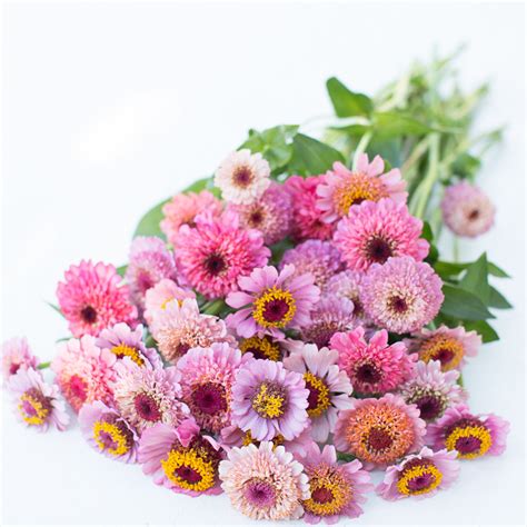 Zinnia Cupcake Pink – Floret Flower Farm