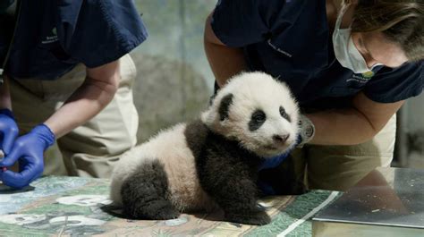 The National Zoo's baby panda has a name, and it means 'little miracle'